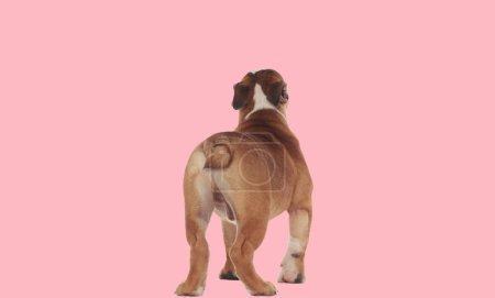 Foto de Vista trasera del perrito bulldog inglés caminando y mostrando la cola delante del fondo rosa en el estudio - Imagen libre de derechos