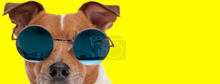 Téléchargez les photos : Cool petit Jack Russell terrier chien portant des lunettes de soleil sur fond jaune - en image libre de droit