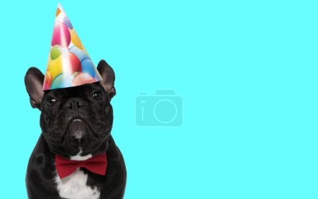 Téléchargez les photos : Beau chiot bouledogue français élégant avec noeud papillon et chapeau de fête d'anniversaire devant fond bleu en studio - en image libre de droit