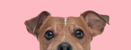 Téléchargez les photos : Gros plan de adorable jack russell terrier chiot yeux impatients sur fond rose - en image libre de droit