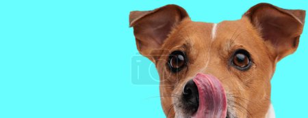 Foto de Adorable poco jack russell terrier cachorro lamiendo nariz y mirando hacia otro lado en azul fondo - Imagen libre de derechos