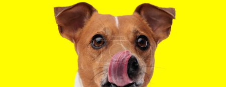 Photo for Close up of hungry little jack russell terrier puppy looking away and licking nose on yellow background - Royalty Free Image