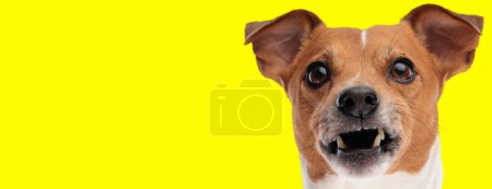 Téléchargez les photos : Bouleversé Jack Russell terrier chien regardant au-dessus et grognant sur fond jaune - en image libre de droit