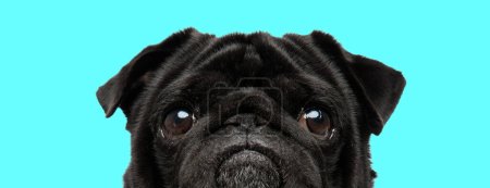 Foto de Cerca de la imagen de lindo cachorro pequeño pug con grandes ojos mirando hacia arriba sobre fondo azul - Imagen libre de derechos