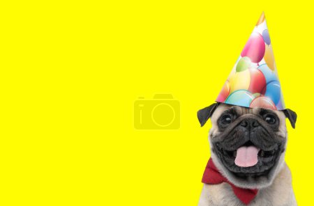 Téléchargez les photos : Excité petit chien chiot collant sur la langue tout en portant arc rouge et chapeau de fête d'anniversaire sur fond jaune - en image libre de droit