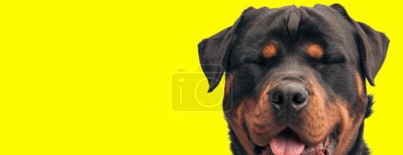 Photo for Happy rottweiler puppy closing eyes and sticking out tongue on yellow background - Royalty Free Image