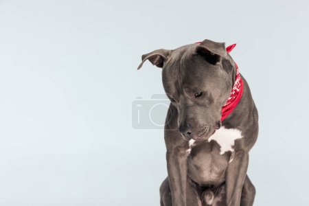 Photo for Picture of cute American Staffordshire Terrier dog looking down with gloomy face, sitting and wearing a red bandana at neck against gray studio background - Royalty Free Image