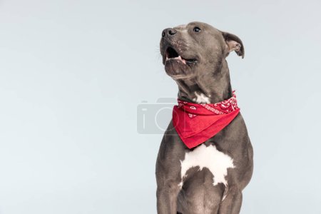 Foto de Foto del hermoso perro americano Staffordshire Terrier soñando con algo, sentado y usando un pañuelo rojo en el cuello contra el fondo gris del estudio - Imagen libre de derechos