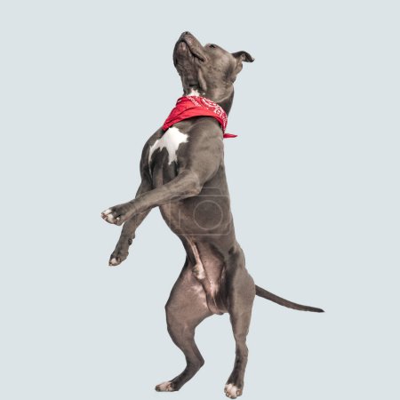 Téléchargez les photos : Photo de doux chien américain Staffordshire Terrier essayant d'atteindre quelque chose, debout sur les pattes arrière et portant un bandana rouge au cou sur fond de studio gris - en image libre de droit