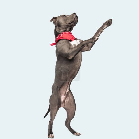 Foto de Foto del lindo perro americano Staffordshire Terrier haciendo el baile del perrito, de pie sobre las patas traseras y con un pañuelo rojo en el cuello contra el fondo gris del estudio - Imagen libre de derechos