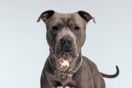 Téléchargez les photos : Photo de doux chien américain Staffordshire Terrier ayant un look sérieux, debout et portant une laisse au cou sur fond de studio gris - en image libre de droit