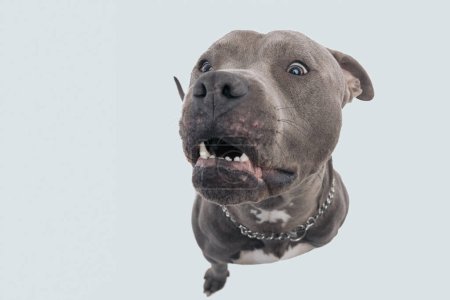 Téléchargez les photos : Photo de l'adorable chien américain Staffordshire Terrier aboyant à la caméra, assis et portant une laisse au cou sur fond de studio gris - en image libre de droit