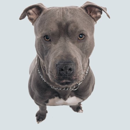 Téléchargez les photos : Photo de beau chien américain Staffordshire Terrier posant avec des yeux humbles, assis et portant une laisse au cou sur fond de studio gris - en image libre de droit