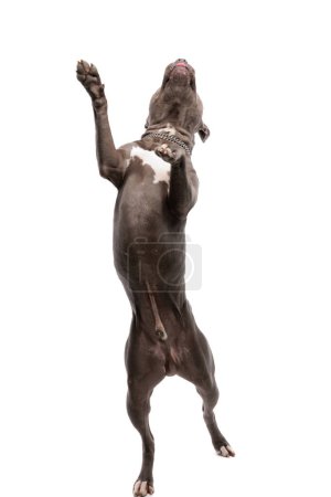 Photo for Picture of sweet American Staffordshire Terrier dog dancing whil sticking out tongue, wearing a leash at neck against white studio background - Royalty Free Image