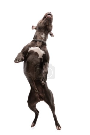 Foto de Imagen del lindo perro americano Staffordshire Terrier divirtiéndose en la pista de baile, llevando una correa en el cuello contra el fondo blanco del estudio - Imagen libre de derechos