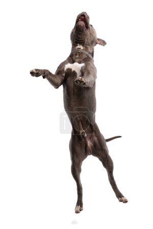 Foto de Imagen del hermoso perro americano Staffordshire Terrier viviendo el momento, con una correa en el cuello contra el fondo blanco del estudio - Imagen libre de derechos