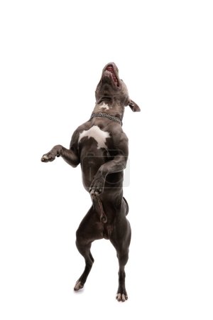 Foto de Imagen del dulce perro americano Staffordshire Terrier bailando y riendo en voz alta, con una correa en el cuello contra el fondo blanco del estudio - Imagen libre de derechos