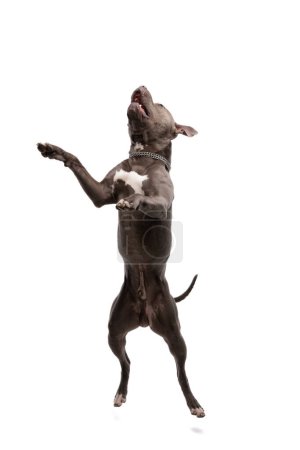 Photo for Picture of beautiful American Staffordshire Terrier dog with nice moves on the dance floor, wearing a leash at neck against white studio background - Royalty Free Image