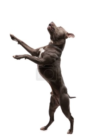 Photo for Picture of beautiful American Staffordshire Terrier dog standing on hind legs and dancing, wearing a leash at neck against white studio background - Royalty Free Image