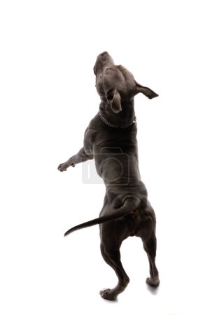 Photo for Picture of sweet American Staffordshire Terrier dog showing his back and dancing, wearing a leash at neck against white studio background - Royalty Free Image