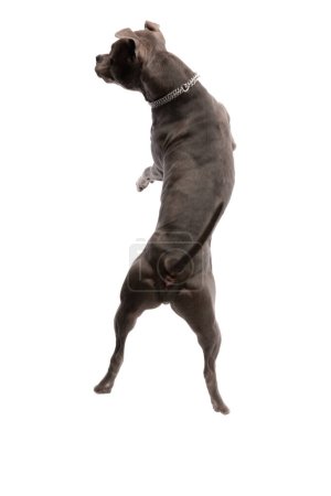 Photo for Picture of cute American Staffordshire Terrier dog shaking his buttocks at the camera, wearing a leash at neck against white studio background - Royalty Free Image