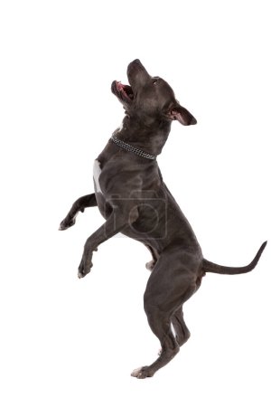 Téléchargez les photos : Photo de chien américain mignon Staffordshire Terrier dansant plein d'excitation, portant une laisse au cou sur fond de studio blanc - en image libre de droit
