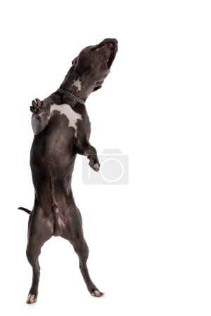 Téléchargez les photos : Photo de doux chien américain Staffordshire Terrier s'amusant à danser, portant une laisse au cou sur fond de studio blanc - en image libre de droit