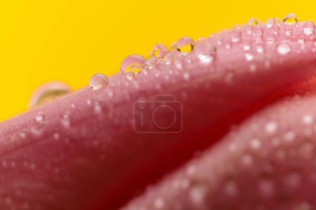 Téléchargez les photos : Photo sur le thème de la nature de belle tulipe rose dans une matinée fraîche pleine de rosée sur fond jaune - en image libre de droit