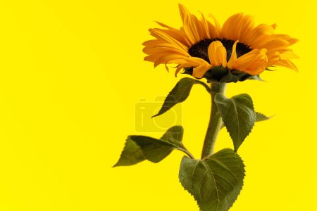 Téléchargez les photos : Beau tournesol jaune posant dans un pot sur fond jaune - en image libre de droit