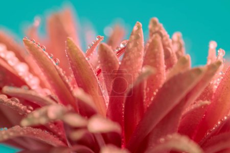 Téléchargez les photos : Photo sur le thème de la nature de jolie marguerite gerbera rose avec de l'eau dégoulinant de pétales sur fond bleu - en image libre de droit