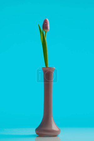 Téléchargez les photos : Photo sur le thème de la nature de belle tulipe rose avec des gouttes d'eau debout en pot sur fond bleu - en image libre de droit