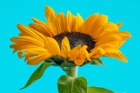 Photo for Wonderful yellow sunflower filling the frame with it's petals against blue background - Royalty Free Image