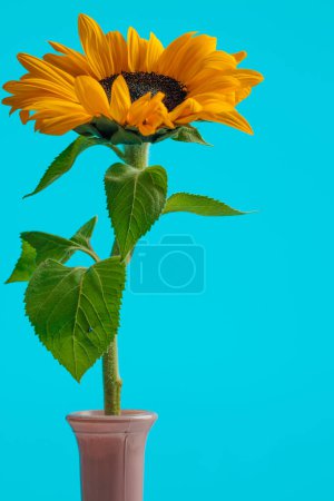 Téléchargez les photos : Photo de beau tournesol jaune debout dans un pot sur fond bleu - en image libre de droit