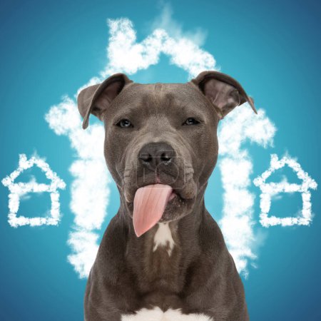 Foto de Lindo amstaff cachorro sobresaliendo lengua y jadeando mientras espera a que una familia cariñosa lo adopte delante de fondo azul - Imagen libre de derechos