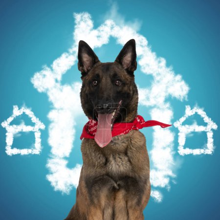 Photo for Belgian shepherd malinois sticking out tongue and being excited for adoption in front of blue background - Royalty Free Image