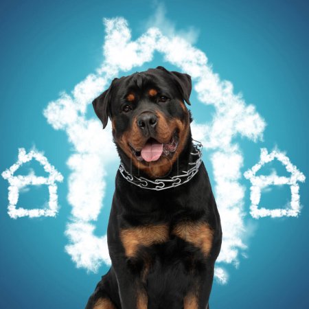 Foto de Hermoso perro rottweiler con collar jadeando con la lengua fuera esperando a una familia cariñosa, delante de fondo azul - Imagen libre de derechos