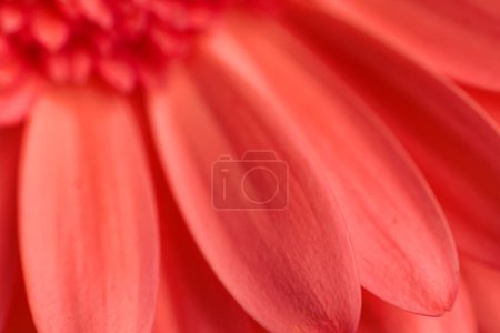 Téléchargez les photos : Fond téture abstrait avec des pétales de fleur de marguerite gerbera rouge - en image libre de droit