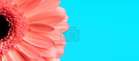 Photo for Cutout picture of pink gerbera daisy flower petals on blue background - Royalty Free Image