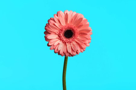 Téléchargez les photos : Concept de beauté nature par rose gerbera fleur de marguerite avec rosée du matin sur fond bleu - en image libre de droit