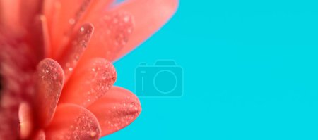 Téléchargez les photos : Gros plan de gerbera rose fleur de marguerite avec des gouttes d'eau, concept de rosée matinale - en image libre de droit