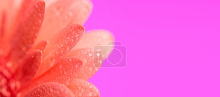 Téléchargez les photos : Rose gerbera fleur de marguerite avec des gouttelettes d'eau illustrant le concept de fraîcheur sur fond violet - en image libre de droit