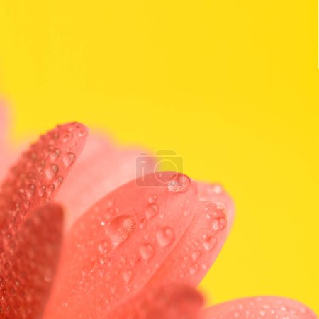 Foto de Rosa gerberas pétalos de flores con gotas de agua sobre fondo amarillo, concepto de rocío matutino y frescura - Imagen libre de derechos