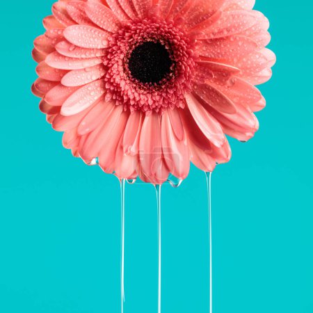 Foto de Concepto de belleza de la naturaleza por flor de margarita gerbera rosa con agua vertiendo sobre fondo azul - Imagen libre de derechos