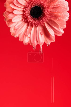 Téléchargez les photos : Gerbera fleur de marguerite avec goutte d'eau, concept de fraîcheur et rosée du matin, fond rouge - en image libre de droit