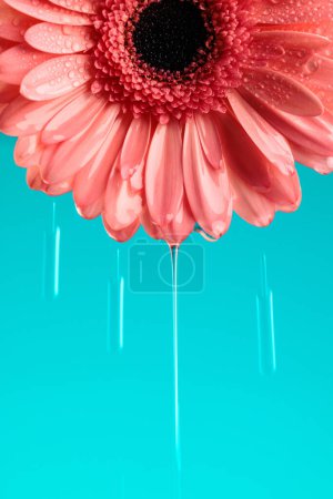 Foto de Hermosa flor de margarita gerbera rosa con gotitas de agua cayendo sobre fondo azul - Imagen libre de derechos
