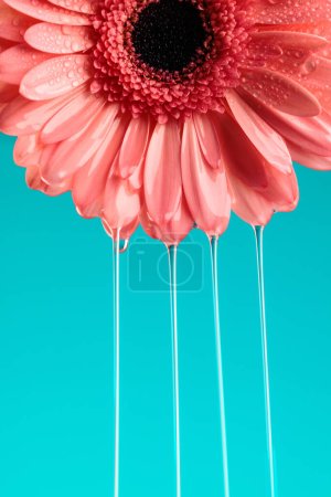 Téléchargez les photos : Rose gerbera fleur de marguerite avec de l'eau coulant comme cascade sur fond bleu, concept de fraîcheur - en image libre de droit