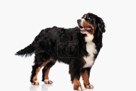 Foto de Feliz bernese perro de montaña jadeando con la lengua hacia fuera y mirando hacia atrás, mientras que de pie delante de fondo blanco en el estudio - Imagen libre de derechos