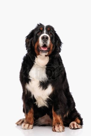 Téléchargez les photos : Gros chien de montagne bernais tenant la langue et levant les yeux d'une manière curieuse tout en étant assis en face de fond blanc en studio - en image libre de droit