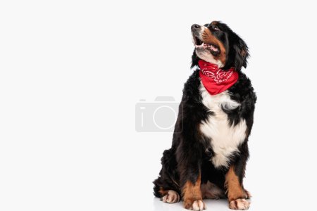 Foto de Curioso perro pastor berna con bandana roja mirando hacia arriba y jadeando a un lado delante de fondo blanco en el estudio - Imagen libre de derechos