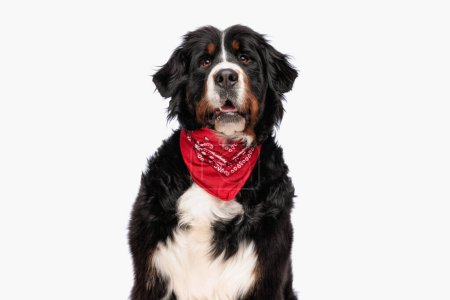 cute berna shepherd wearing red bandana and opening mouth while posing in front of white background in studio